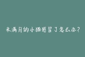 未满月的小猫感冒了怎么办?-动物百科