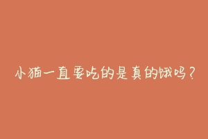小猫一直要吃的是真的饿吗?-动物百科