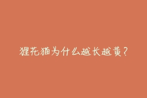 狸花猫为什么越长越黄?-动物百科