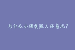 为什么小猫爱跟人抓着玩?-动物百科