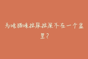 为啥猫咪拉尿拉屎不在一个盆里?-动物百科