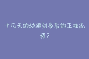 十几天的幼猫到家后的正确流程?-动物百科