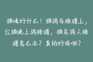 猫咪好什么!猫骑在胳膊上,公猫晚上骑胳膊,猫总骑人胳膊怎么办?真的好烦哦?-动物百科