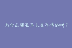 为什么猫在车上会不停的叫?-动物百科