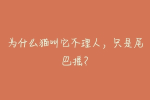 为什么猫叫它不理人,只是尾巴摇?-动物百科
