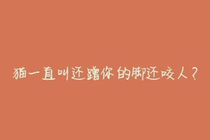 猫一直叫还蹭你的脚还咬人?-动物百科