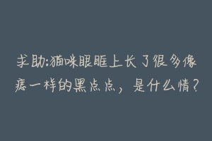 求助:猫咪眼眶上长了很多像痣一样的黑点点,是什么情?-动物百科