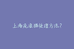 上海流浪猫处理方法?-动物百科