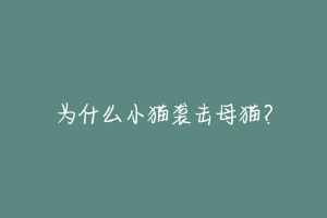 为什么小猫袭击母猫?-动物百科