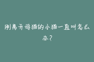 刚离开母猫的小猫一直叫怎么办?-动物百科