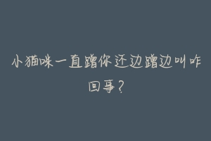 小猫咪一直蹭你还边蹭边叫咋回事?-动物百科