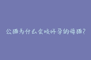 公猫为什么会咬怀孕的母猫?-动物百科