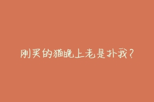 刚买的猫晚上老是扑我?-动物百科