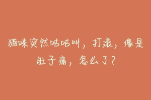 猫咪突然咕咕叫,打滚,像是肚子痛,怎么了?-动物百科