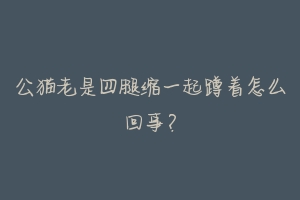 公猫老是四腿缩一起蹲着怎么回事?-动物百科