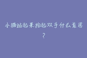 小猫站起来抬起双手什么意思?-动物百科