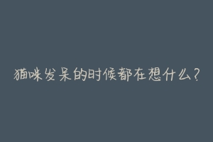 猫咪发呆的时候都在想什么?-动物百科