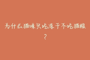为什么猫咪只吃冻干不吃猫粮?-动物百科