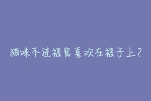 猫咪不进被窝喜欢在被子上?-动物百科