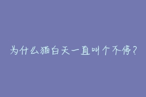 为什么猫白天一直叫个不停?-动物百科