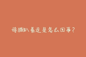母猫趴着走是怎么回事?-动物百科