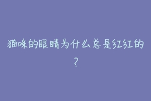 猫咪的眼睛为什么总是红红的?-动物百科
