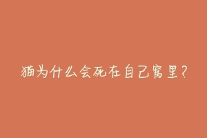 猫为什么会死在自己窝里?-动物百科
