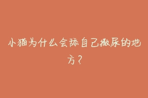 小猫为什么会舔自己撒尿的地方?-动物百科