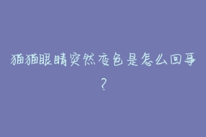 猫猫眼睛突然变色是怎么回事?-动物百科