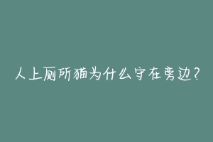 人上厕所猫为什么守在旁边?-动物百科