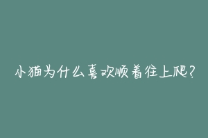 小猫为什么喜欢顺着往上爬?-动物百科