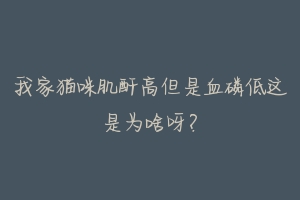 我家猫咪肌酐高但是血磷低这是为啥呀?-动物百科