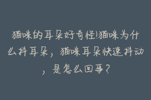 猫咪的耳朵好奇怪!猫咪为什么抖耳朵，猫咪耳朵快速抖动，是怎么回事？-动物百科