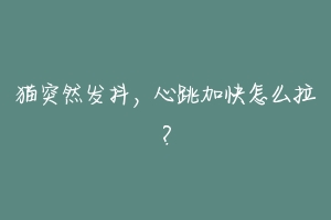 猫突然发抖，心跳加快怎么拉？-动物百科