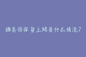 猫总往你身上爬是什么情况？-动物百科