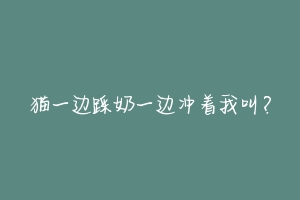 猫一边踩奶一边冲着我叫?-动物百科