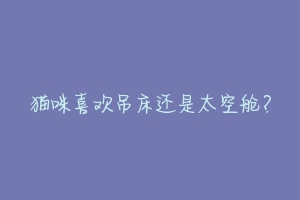 猫咪喜欢吊床还是太空舱？-动物百科