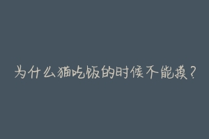 为什么猫吃饭的时候不能摸？-动物百科