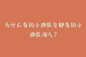 为什么有的小猫很安静有的小猫很淘气？-动物百科
