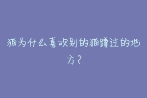猫为什么喜欢别的猫蹲过的地方?-动物百科