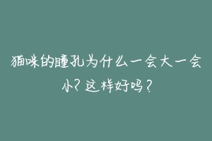 猫咪的瞳孔为什么一会大一会小? 这样好吗？-动物百科