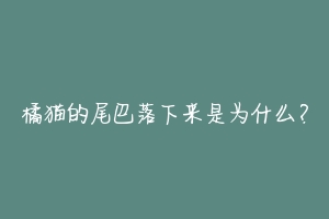 橘猫的尾巴落下来是为什么？-动物百科