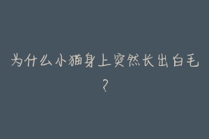 为什么小猫身上突然长出白毛?-动物百科