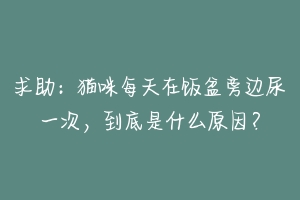 求助:猫咪每天在饭盆旁边尿一次,到底是什么原因?-动物百科