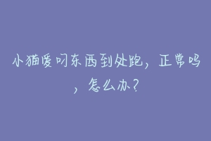 小猫爱叼东西到处跑,正常吗,怎么办?-动物百科