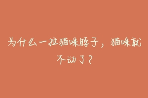 为什么一拉猫咪脖子,猫咪就不动了?-动物百科