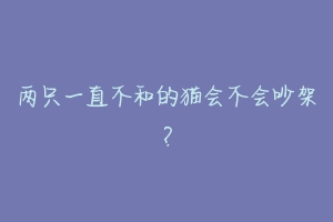 两只一直不和的猫会不会吵架?-动物百科