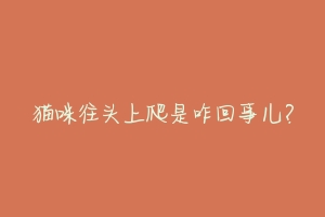 猫咪往头上爬是咋回事儿?-动物百科