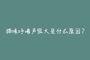 猫咪呼噜声很大是什么原因?-动物百科