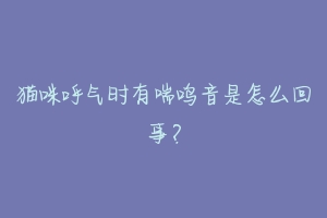 猫咪呼气时有喘鸣音是怎么回事？-动物百科